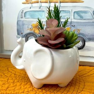 Cute succulent plant 🌱